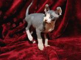 Safkan Elf Sphynx Yavrular