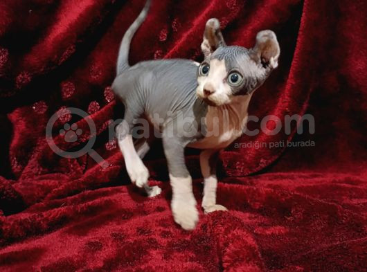 Safkan Elf Sphynx Yavrular görsel