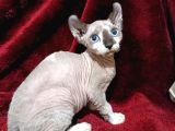 Safkan Elf Sphynx Yavrular