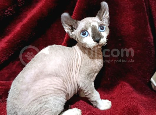 Safkan Elf Sphynx Yavrular