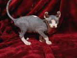 Safkan Elf Sphynx Yavrular