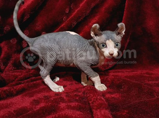 Safkan Elf Sphynx Yavrular görsel