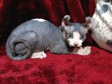Safkan Elf Sphynx Yavrular