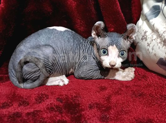 Safkan Elf Sphynx Yavrular görsel