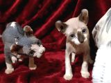 Safkan Elf Sphynx Yavrular