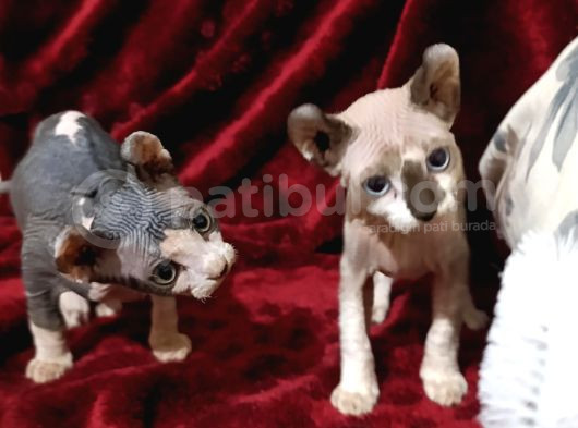 Safkan Elf Sphynx Yavrular görsel