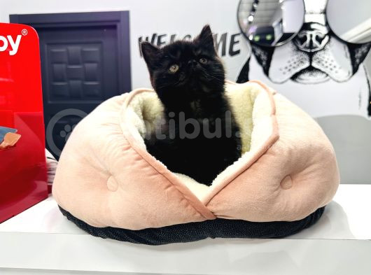 Özel Renk 60 Günlük Erkek Exotic Yavrumuz görsel