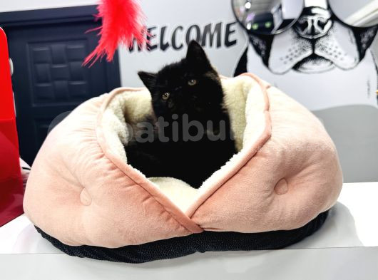 Özel Renk 60 Günlük Erkek Exotic Yavrumuz