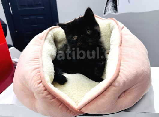 Özel Renk 60 Günlük Erkek Exotic Yavrumuz görsel