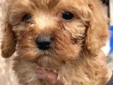 bursanın en sevimli Maltipoo Yavruları yeni yuvasını arıyor