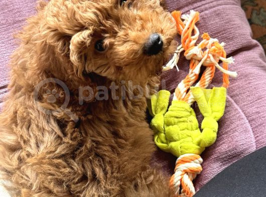 Tüm Malzemeleriyle Toy Poddle Erkek 3 Aylık görsel