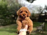 Red  Toy Poodle Orjinal Yavrumjz