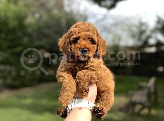 Red  Toy Poodle Orjinal Yavrumjz görsel