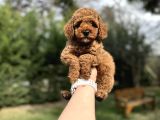 Red  Toy Poodle Orjinal Yavrumjz