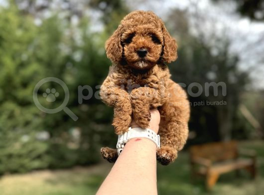 Red  Toy Poodle Orjinal Yavrumjz görsel