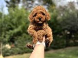 Red  Toy Poodle Orjinal Yavrumjz