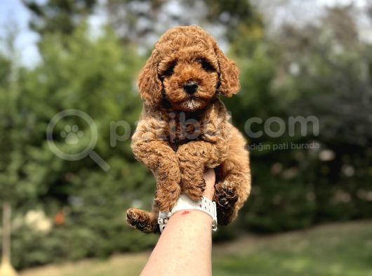 Red  Toy Poodle Orjinal Yavrumjz