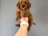 Red  Poodle Bebekler