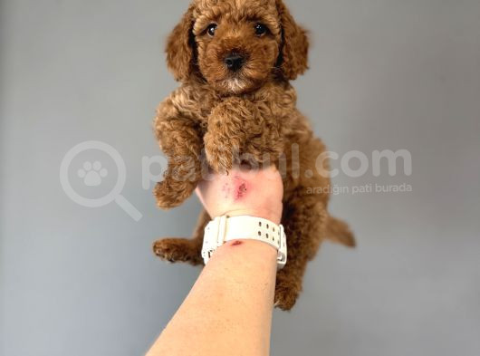 Red  Poodle Bebekler görsel