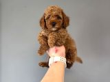 Red  Poodle Bebekler
