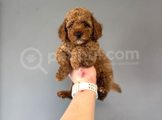 Red  Poodle Bebekler görsel