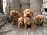 Orjinal Maltipoo Bebekler