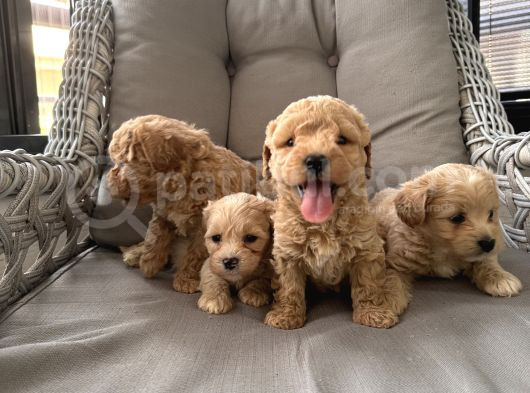 Orjinal Maltipoo Bebekler görsel