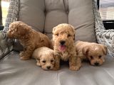 Orjinal Maltipoo bebekler