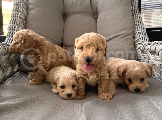 Orjinal Maltipoo Bebekler