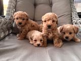 Orjinal Maltipoo Bebekler