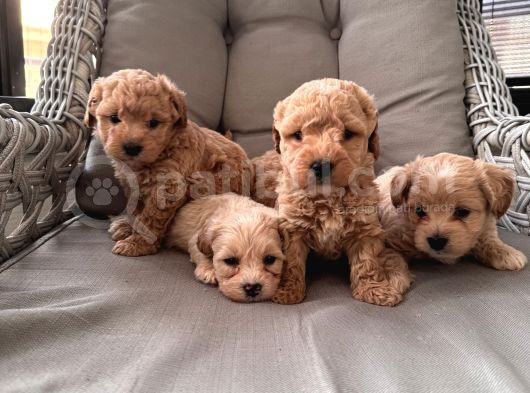 Orjinal Maltipoo Bebekler görsel