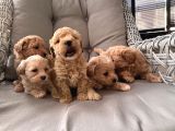 Orjinal Maltipoo Bebekler