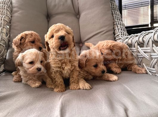 Orjinal Maltipoo Bebekler görsel