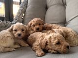 Orjinal Maltipoo Bebekler