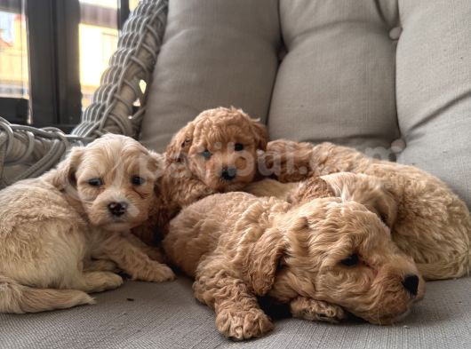 Orjinal Maltipoo Bebekler görsel