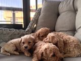 Orjinal Maltipoo Bebekler