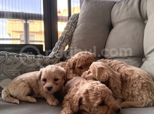 Orjinal Maltipoo Bebekler görsel