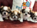 Petmode Köpek Çiftliğinde Ziyarete Açık Mini Shih_Tzu 
