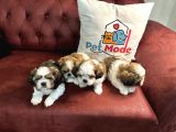 Petmode Köpek Çiftliğinde Ziyarete Açık Mini Shih_Tzu 