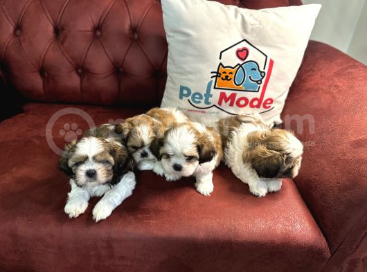 Petmode Köpek Çiftliğinde Ziyarete Açık Mini Shih_Tzu  görsel