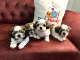 Petmode Köpek Çiftliğinde Ziyarete Açık Mini Shih_Tzu 