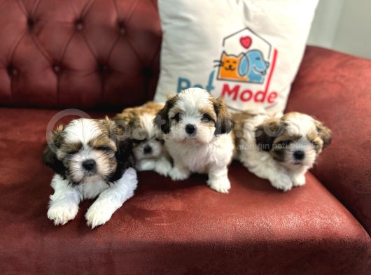 Petmode Köpek Çiftliğinde Ziyarete Açık Mini Shih_Tzu  görsel