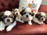 Petmode Köpek Çiftliğinde Ziyarete Açık Mini Shih_Tzu 