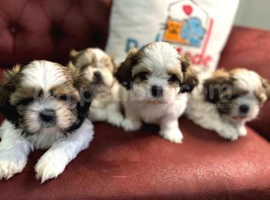 Petmode Köpek Çiftliğinde Ziyarete Açık Mini Shih_Tzu  görsel