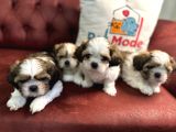 Petmode Köpek Çiftliğinde Ziyarete Açık Mini Shih_Tzu 