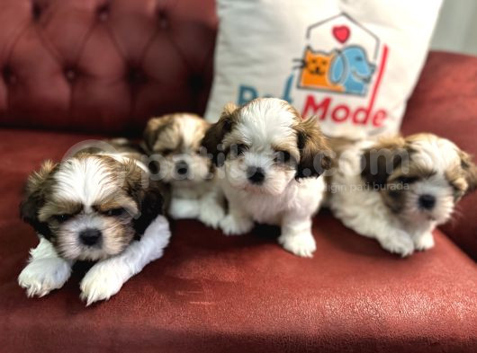 Petmode Köpek Çiftliğinde Ziyarete Açık Mini Shih_Tzu  görsel