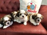Petmode Köpek Çiftliğinde Ziyarete Açık Mini Shih_Tzu 