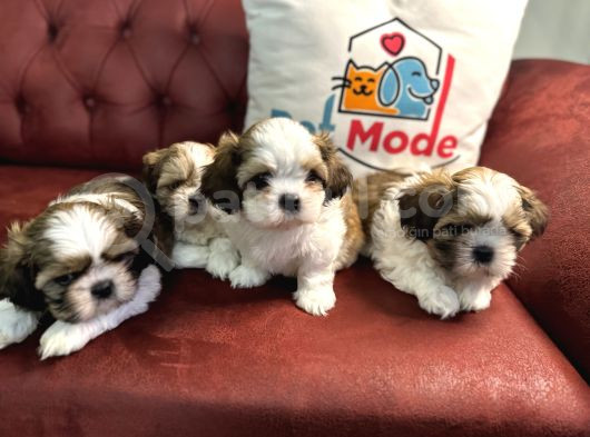Petmode Köpek Çiftliğinde Ziyarete Açık Mini Shih_Tzu  görsel