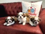 Petmode Köpek Çiftliğinde Ziyarete Açık Mini Shih_Tzu 
