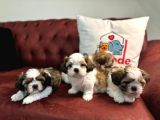 Petmode köpek çiftliğinde ziyarete açık mini shih_tzu 